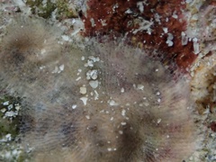 Stylopoma