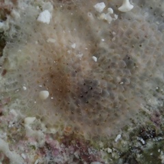Stylopoma