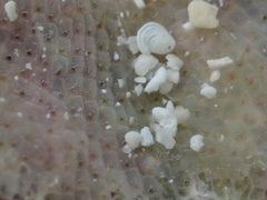 Stylopoma