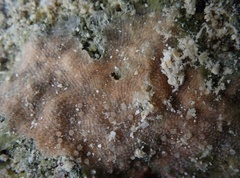 Stylopoma