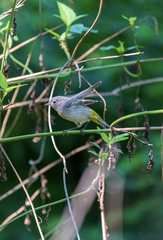 Leiothlypis virginiae