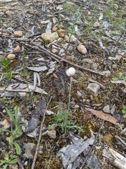 Chrysocephalum baxteri