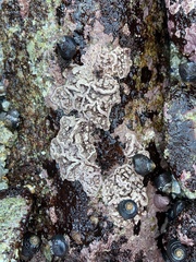 Lithophyllum