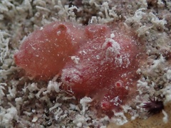 Styelidae