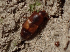 Epuraea