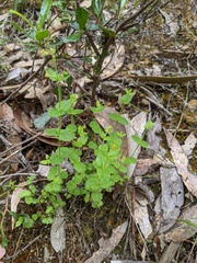 Gonocarpus tetragynus