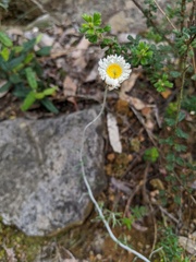 Chrysocephalum baxteri