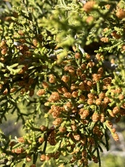 Cupressus forbesii