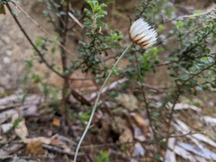 Chrysocephalum baxteri