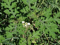 Solanum grayi