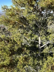 Cupressus forbesii