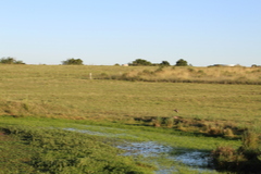 Gallinago paraguaiae