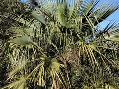 Arecaceae
