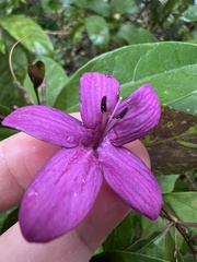 Pseuderanthemum laxiflorum