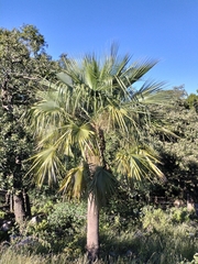 Arecaceae