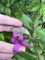 Pseuderanthemum laxiflorum