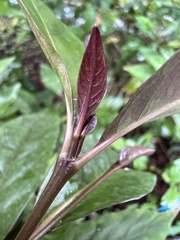 Pseuderanthemum laxiflorum