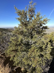 Cupressus forbesii