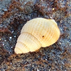 Nassarius perpinguis
