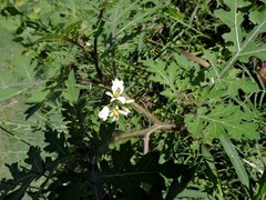 Solanum grayi