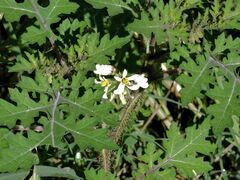 Solanum grayi