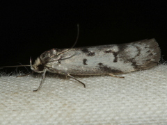 Philobota iphigenes