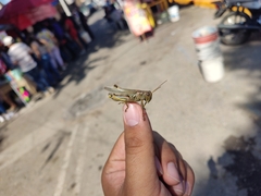 Melanoplus differentialis