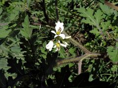 Solanum grayi