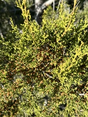 Cupressus forbesii