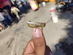 Melanoplus differentialis