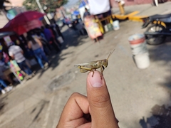 Melanoplus differentialis