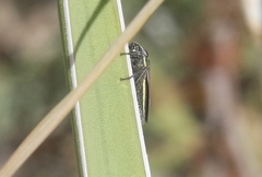 Cuerna striata