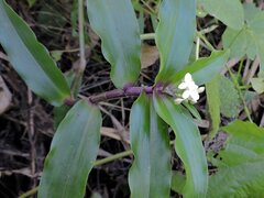 Tripogandra serrulata