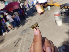 Melanoplus differentialis