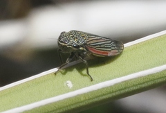 Cuerna striata