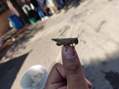 Melanoplus differentialis