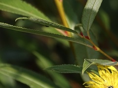 Salix arbusculoides