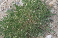 Astragalus laxmannii