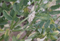 Astragalus laxmannii