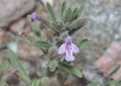 Hedeoma drummondii