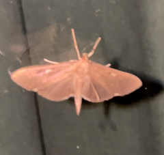 Herpetogramma sphingealis