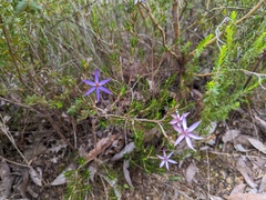 Calectasia intermedia