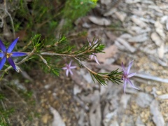 Calectasia intermedia
