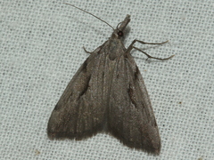 Phrixocomes ophiucha