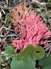 Ramaria araiospora