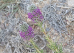 Dalea purpurea