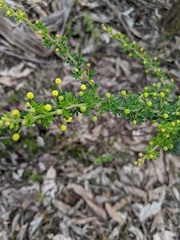 Acacia mitchellii