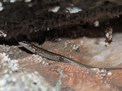 Concinnia brachysoma