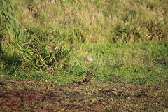 Gallinago paraguaiae