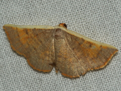 Picromorpha pyrrhopa